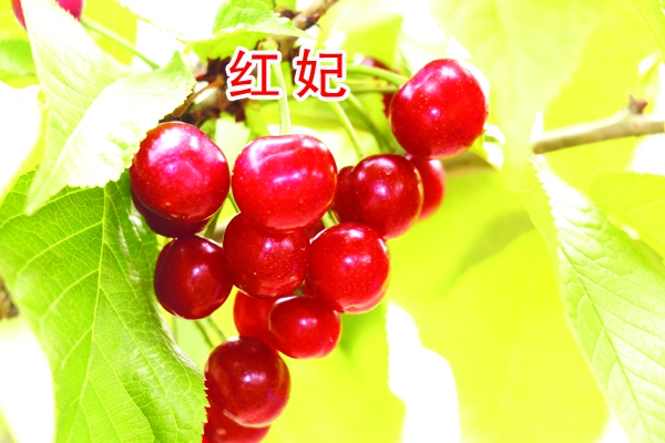 t꣨ؼ