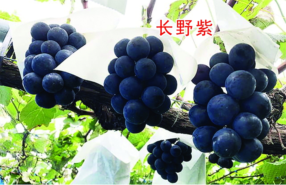 L(zhng)Ұϼ޽